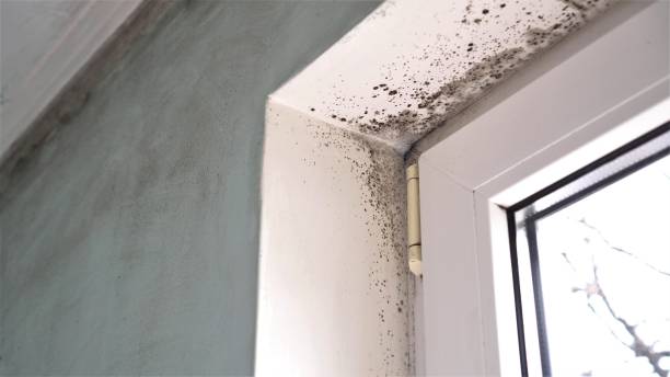 Best Commercial Mold Remediation in Puget Island, WA