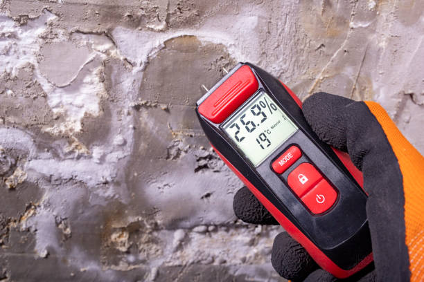 Best Attic Mold Remediation in Puget Island, WA