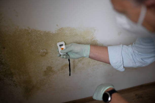 Best Post-Remediation Services in Puget Island, WA