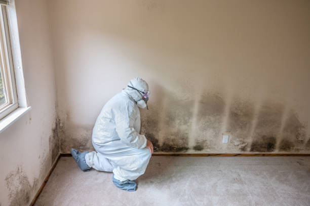 Best Mold Remediation for Schools in Puget Island, WA
