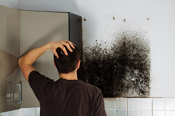 Best Industrial Mold Remediation in Puget Island, WA