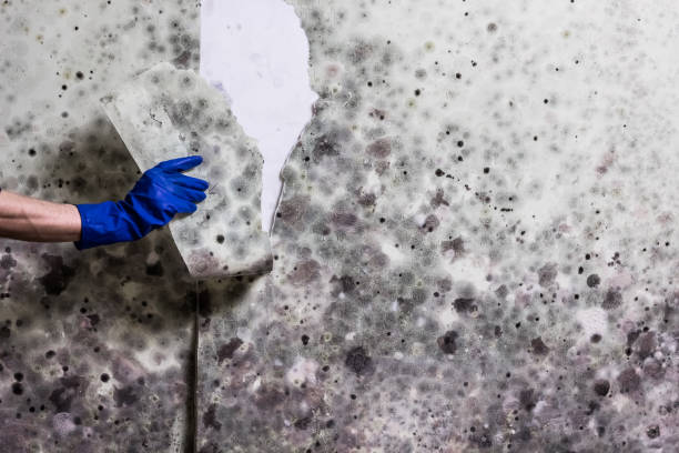 Best Mold Testing and Inspection Services in Puget Island, WA